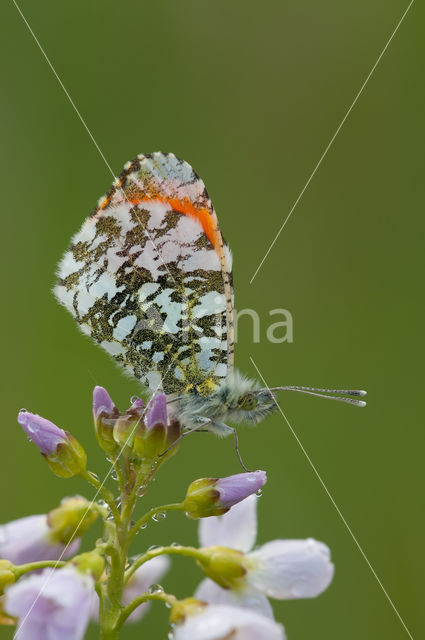 Oranjetipje (Anthocharis cardamines)