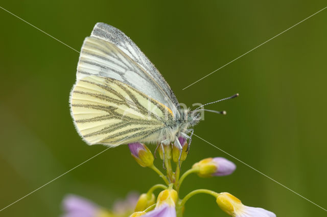 Green-veined White (Pieris napi)