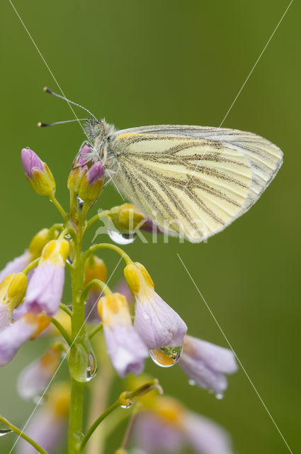 Green-veined White (Pieris napi)