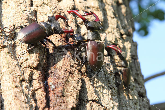 Stag Beetle (Lucanus cervus)