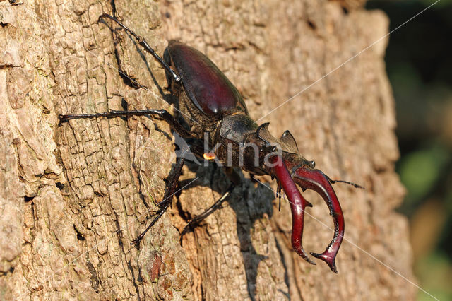 Stag Beetle (Lucanus cervus)