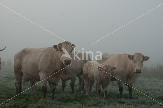 Koe (Bos domesticus)