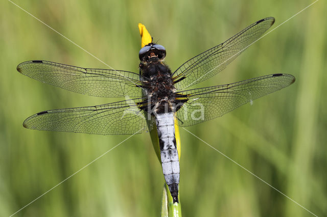 Bruine korenbout (Libellula fulva)