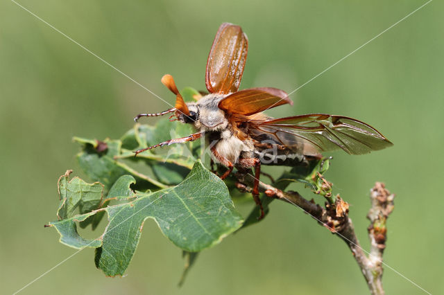 common cockchafer (Melolontha melolontha)