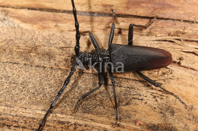 great capricorn beetle (Cerambyx cerdo)