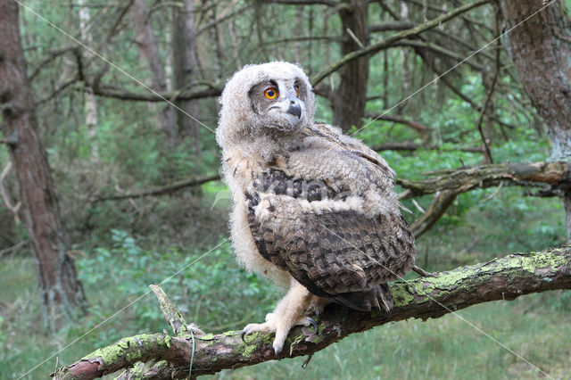 Eurasian Eagle-Owl (Bubo bubo)