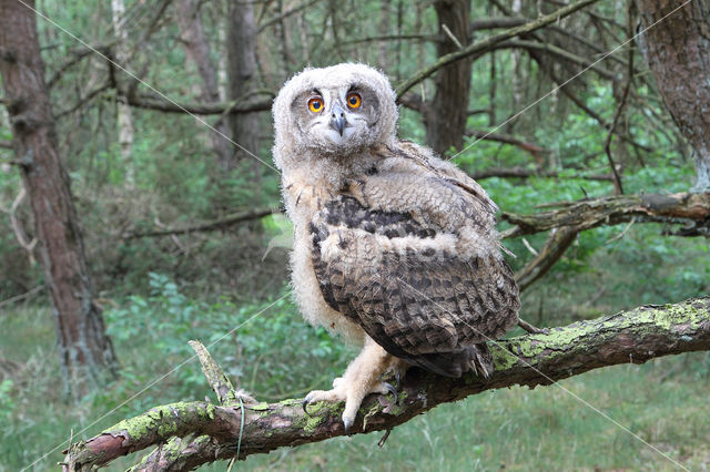 Eurasian Eagle-Owl (Bubo bubo)