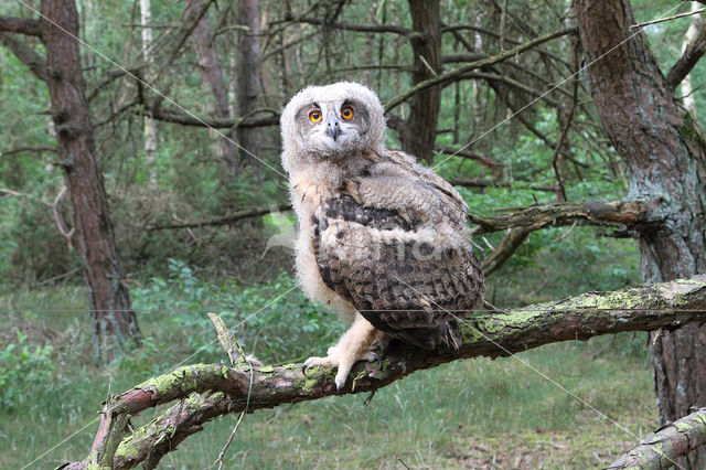 Eurasian Eagle-Owl (Bubo bubo)