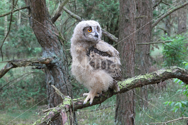 Eurasian Eagle-Owl (Bubo bubo)