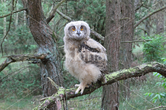 Eurasian Eagle-Owl (Bubo bubo)