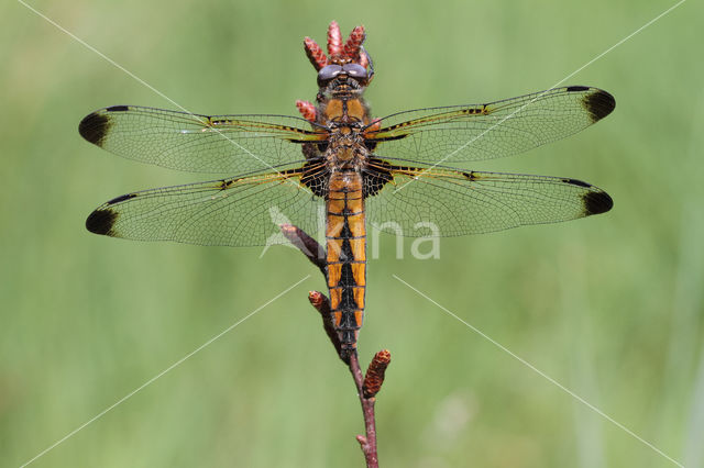 Scarce Chaser (Libellula fulva)