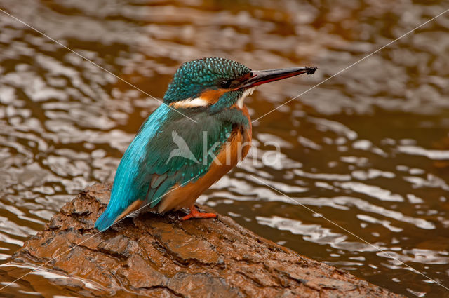 IJsvogel (Alcedo atthis)