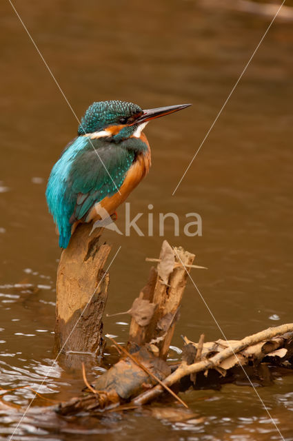 IJsvogel (Alcedo atthis)