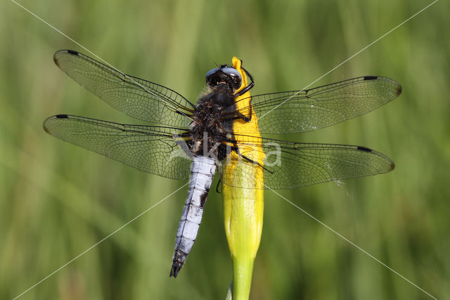 Bruine korenbout (Libellula fulva)