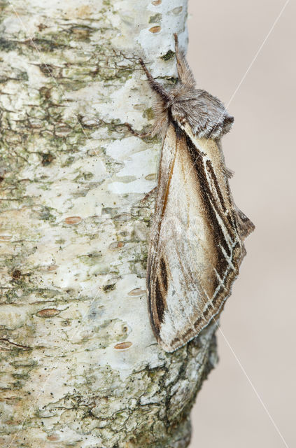 Brandvlerkvlinder (Pheosia tremula)