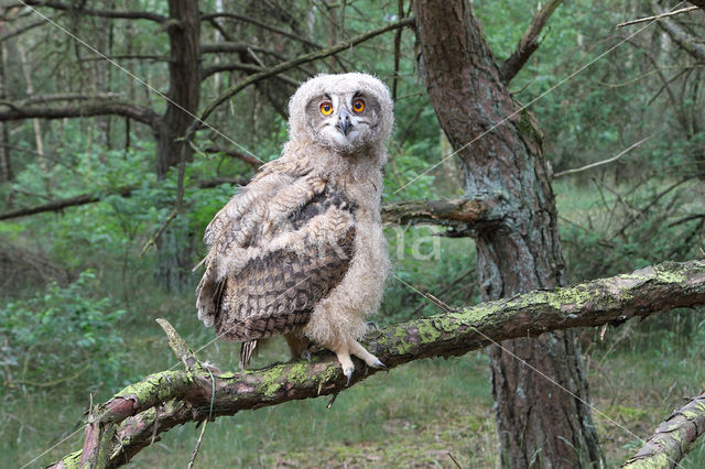 Eurasian Eagle-Owl (Bubo bubo)