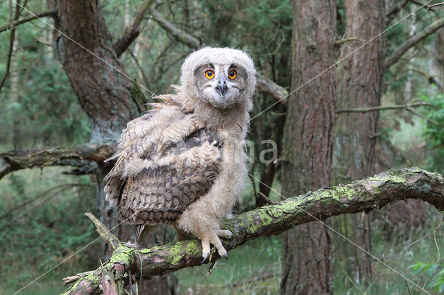 Eurasian Eagle-Owl (Bubo bubo)