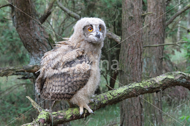 Eurasian Eagle-Owl (Bubo bubo)