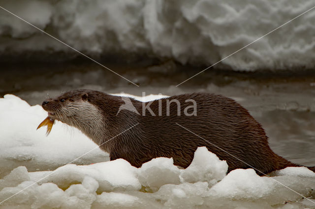 European Otter (Lutra lutra)