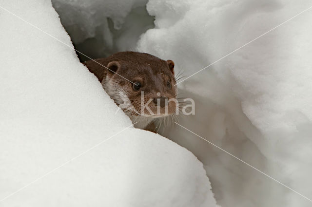 European Otter (Lutra lutra)