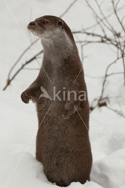 European Otter (Lutra lutra)