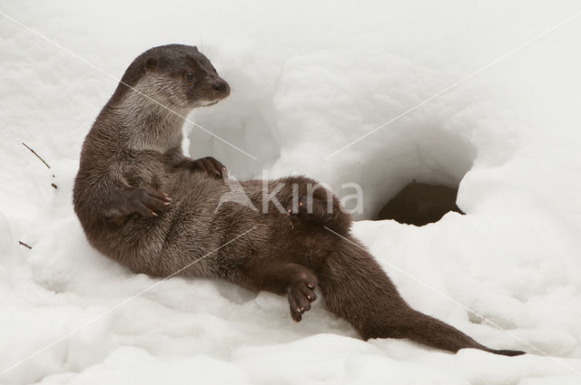 European Otter (Lutra lutra)