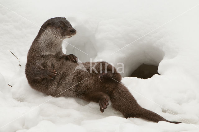 European Otter (Lutra lutra)