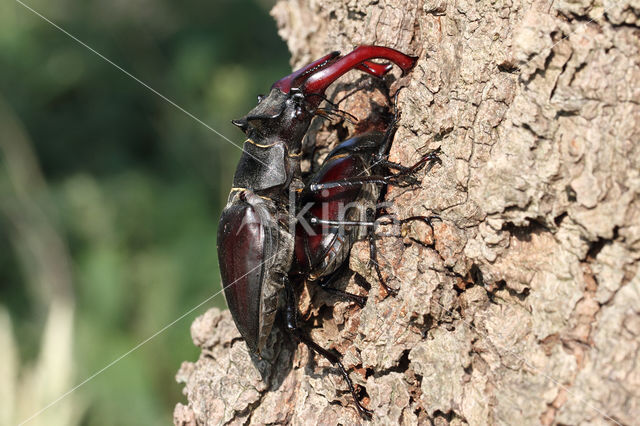 Vliegend hert (Lucanus cervus)