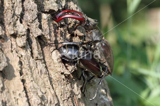 Vliegend hert (Lucanus cervus)