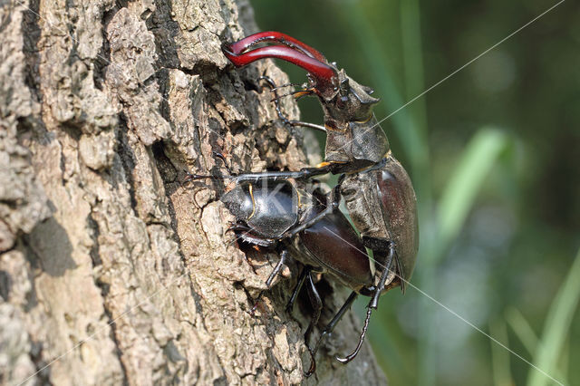 Vliegend hert (Lucanus cervus)