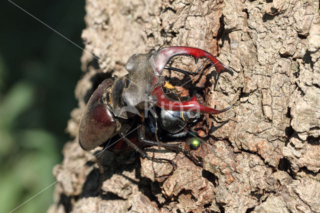 Vliegend hert (Lucanus cervus)