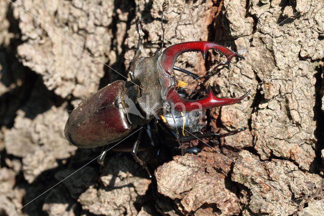 Vliegend hert (Lucanus cervus)