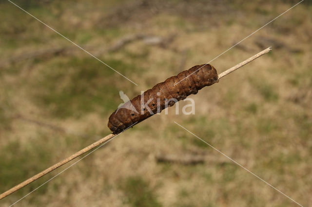 Breedbandhuismoeder (Noctua fimbriata)