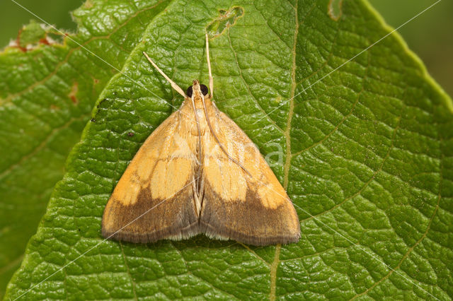 Gezoomde Valkmot (Evergestis limbata)