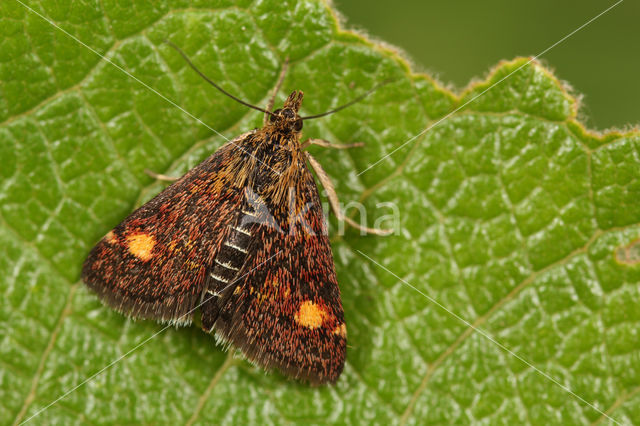 Muntvlinder (Pyrausta aurata)