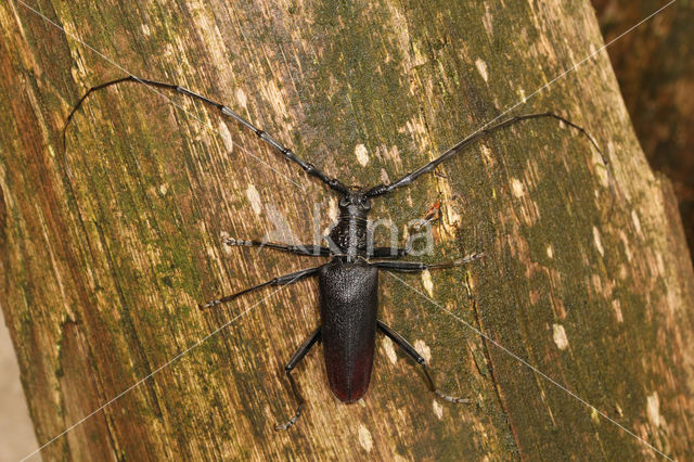 Heldenbok (Cerambyx cerdo)