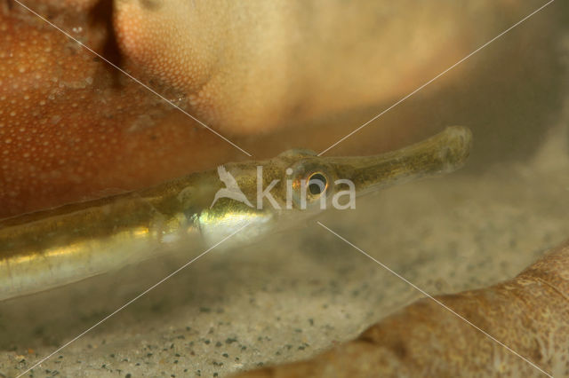Kleine zeenaald (Syngnathus rostellatus)