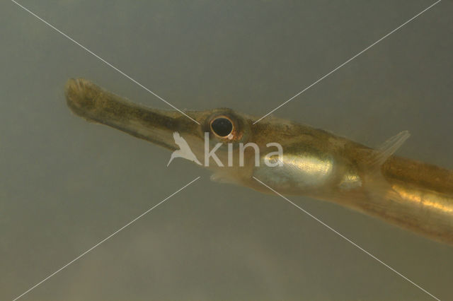 Kleine zeenaald (Syngnathus rostellatus)