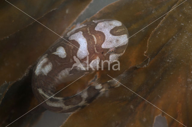 Sea Snail (Liparis liparis)