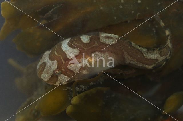 Sea Snail (Liparis liparis)