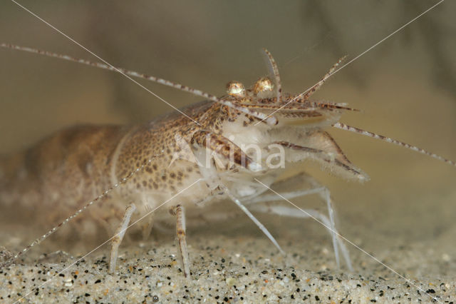 Common shrimp (Crangon crangon)