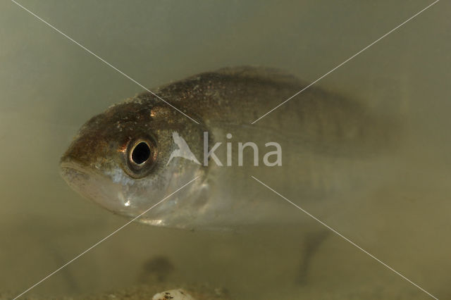 Bass (Dicentrarchus labrax)