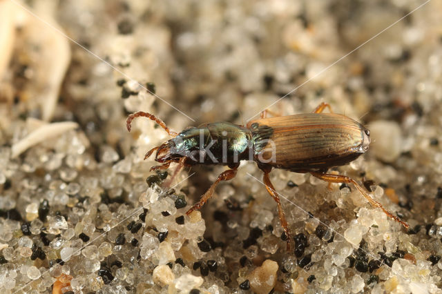 Strandpriempje (Cillenus lateralis)