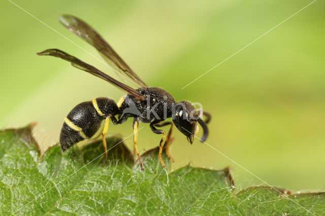 Stenodynerus xanthomelas