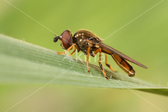 Geel platvoetje (Platycheirus fulviventris)