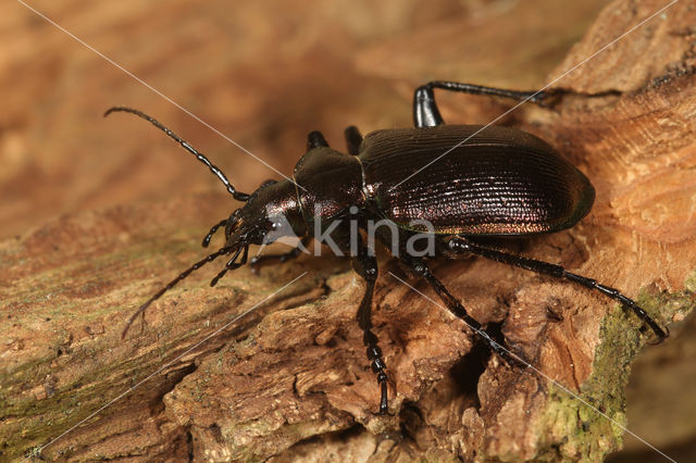 Kleine Poppenrover (Calosoma inquisitor)