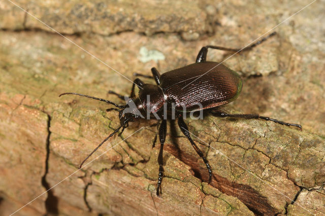 Kleine Poppenrover (Calosoma inquisitor)