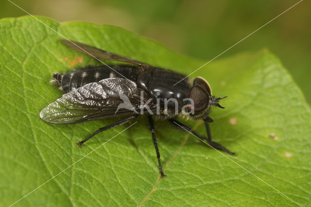black-legged horsefly (Hybomitra micans)