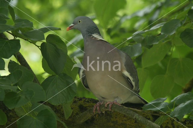 Houtduif (Columba palumbus)