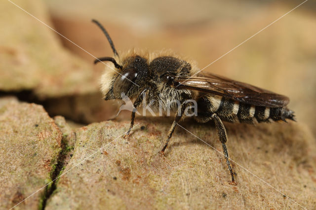 Gewone kegelbij (Coelioxys inermis)